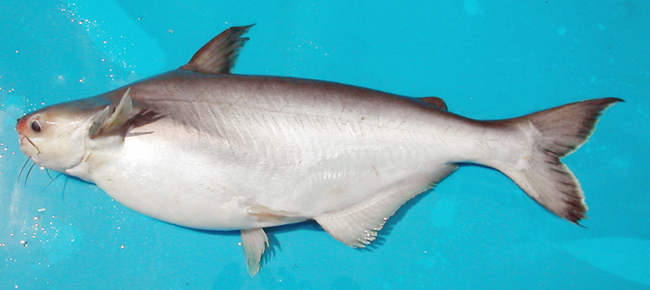 Basa Fish